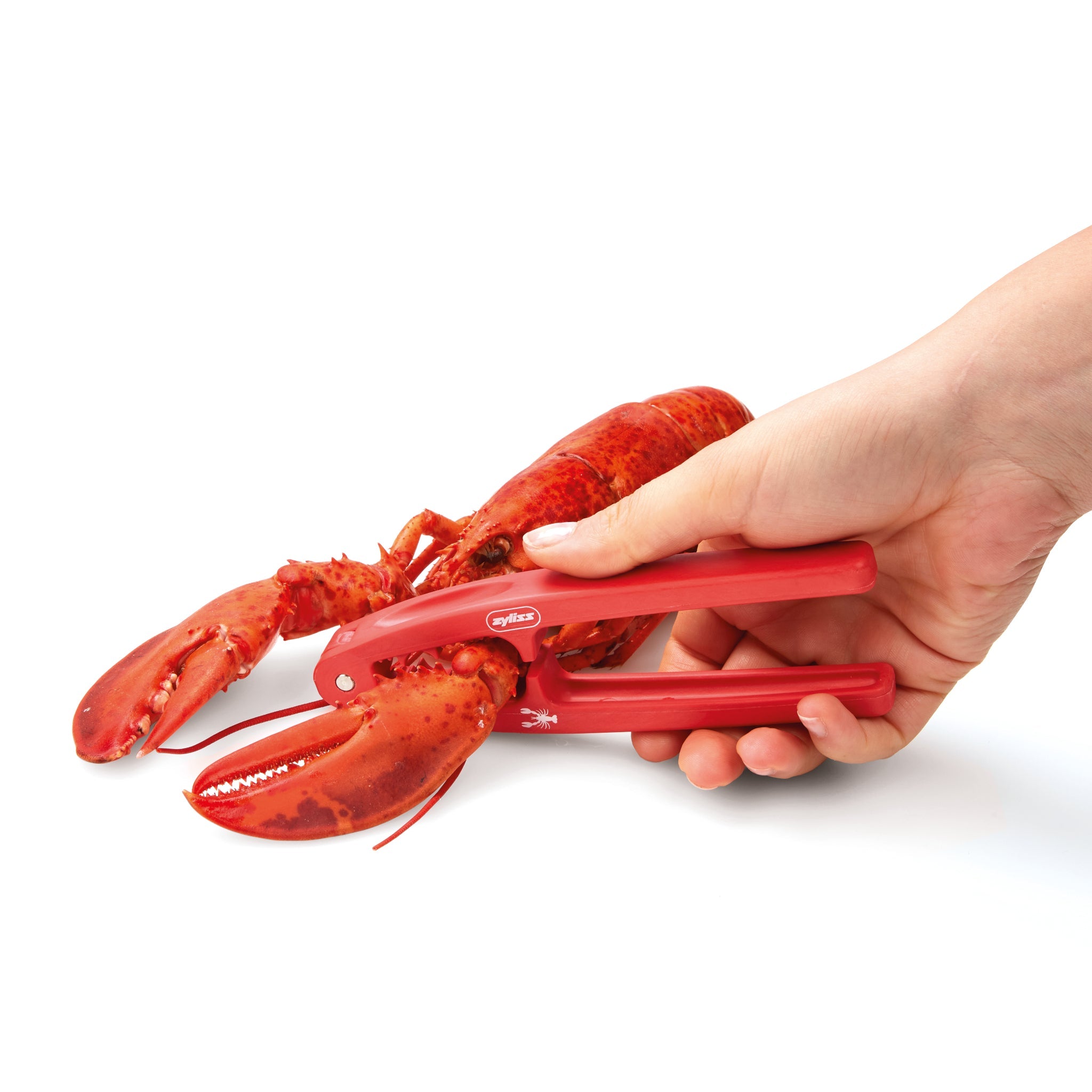 A hand uses a red lobster cracker tool to crack the claw of a whole cooked lobster against a plain white background.